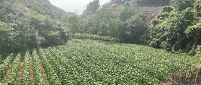 1628129368519747.png cb0a34155694e6876b4e4b10ed008be.png